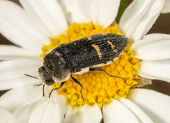 Acmaeoderella flavofasciata