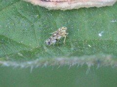 Eupteryx urticae