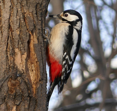 Dendrocopos major