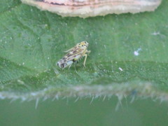 Eupteryx urticae