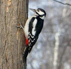 Dendrocopos major