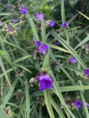 Tradescantia