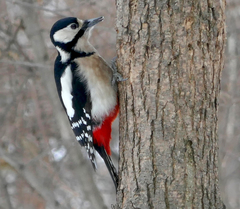 Dendrocopos major