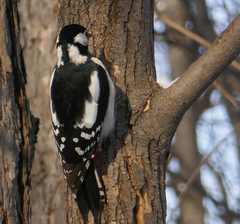 Dendrocopos major