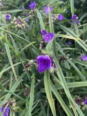 Tradescantia