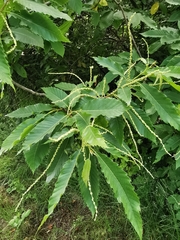 Castanea sativa