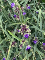 Tradescantia