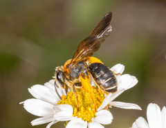 Andrena limbata