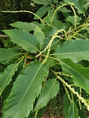 Castanea sativa