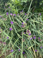 Tradescantia