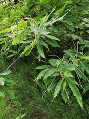Castanea sativa