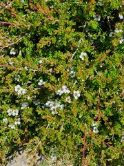 Leptospermum rupestre
