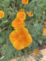 Eschscholzia californica