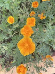 Eschscholzia californica
