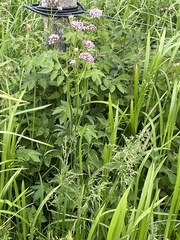 Valeriana officinalis