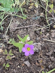 Oxalis latifolia