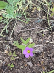 Oxalis latifolia