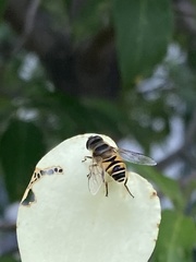 Eristalis cerealis