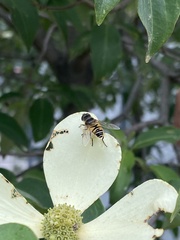 Eristalis cerealis