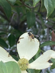 Eristalis cerealis