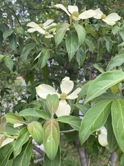 Cornus capitata