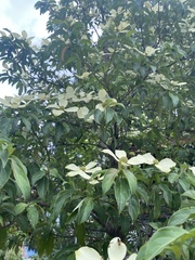 Cornus capitata