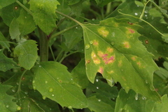 Peronospora variabilis
