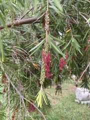 Melaleuca viminalis
