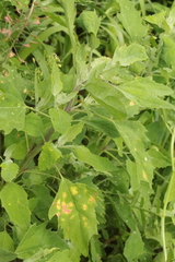 Peronospora variabilis