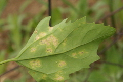 Peronospora variabilis