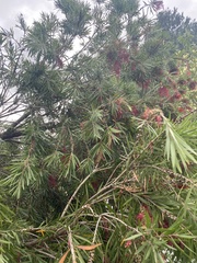 Melaleuca viminalis