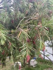Melaleuca viminalis