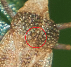 Physatocheila chiniana