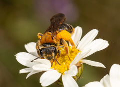 Andrena limbata