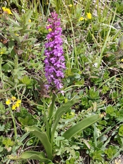 Gymnadenia densiflora