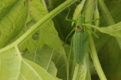 Isophya camptoxypha