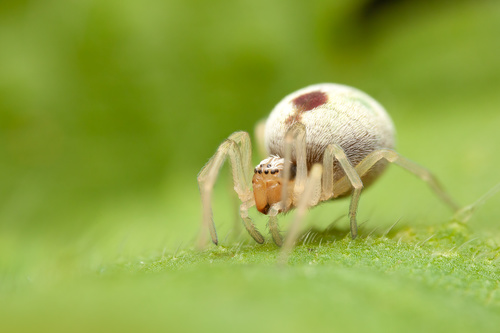 Bleeding Heart Spider
