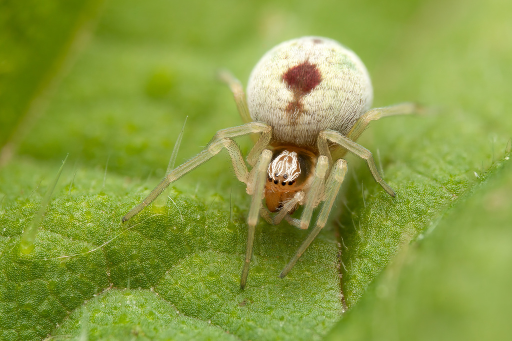 Bleeding Heart Spider