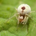 Bleeding Heart Spider - Photo (c) Rupert Lees, some rights reserved (CC BY-NC), uploaded by Rupert Lees