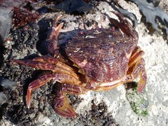 Liocarcinus corrugatus