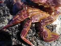 Liocarcinus corrugatus
