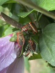 Pyrrhocoridae