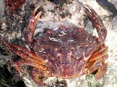 Liocarcinus corrugatus
