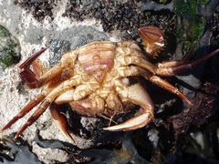 Liocarcinus corrugatus