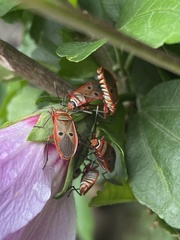 Pyrrhocoridae