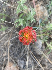 Lasiosiphon rubescens