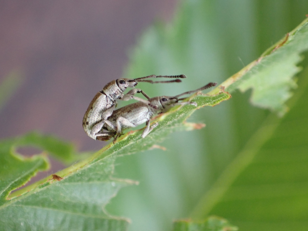 Simmeiropsis cremieri