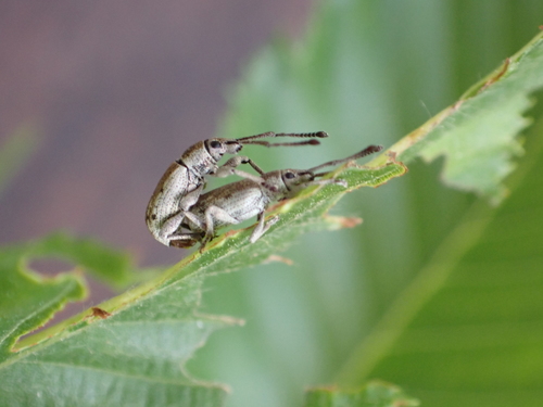 Simmeiropsis cremieri