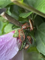 Pyrrhocoridae