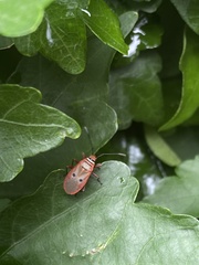 Pyrrhocoridae